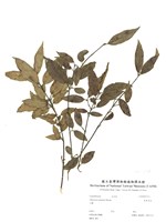 藏品(臺東莢蒾)的圖片